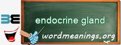 WordMeaning blackboard for endocrine gland